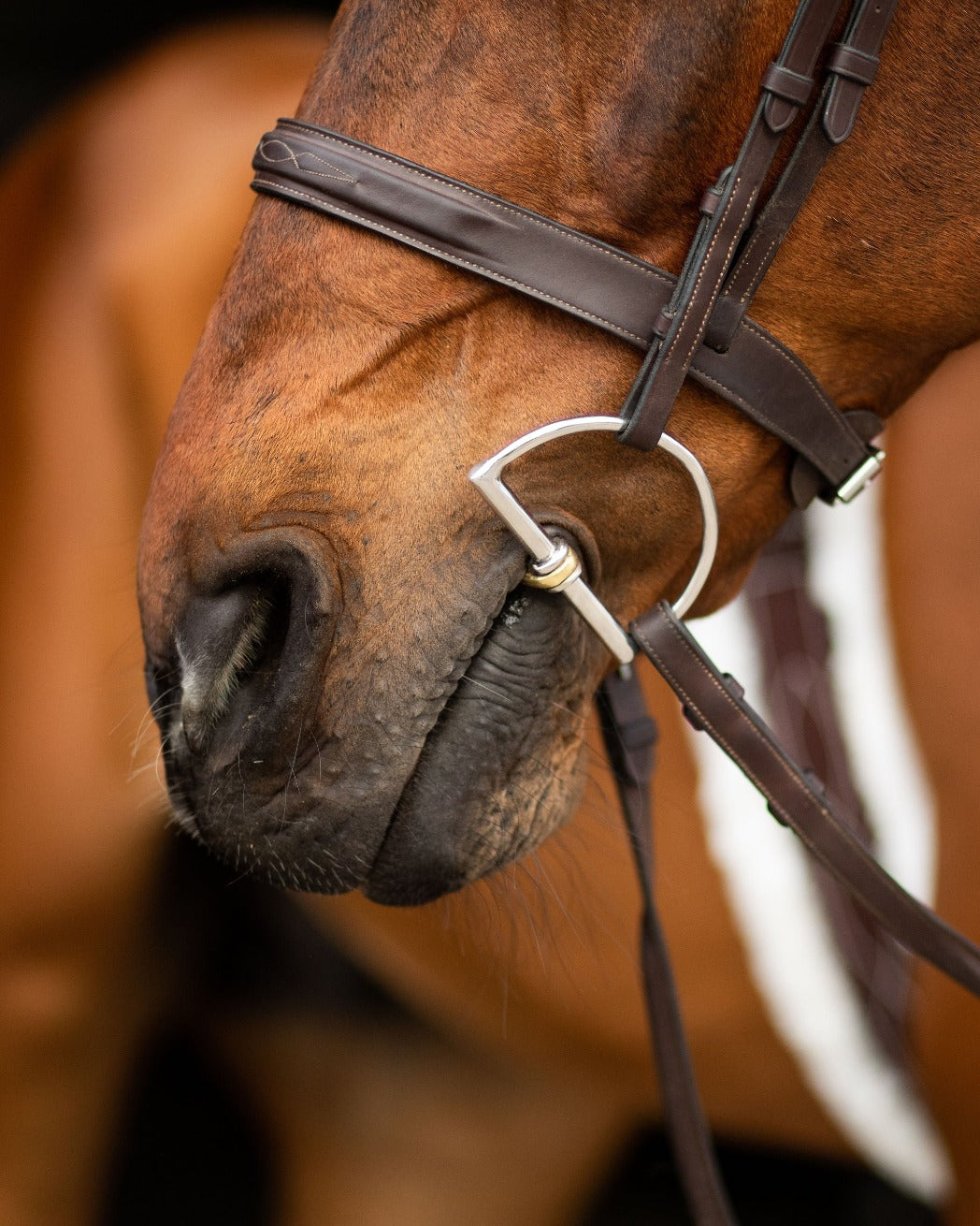 ProSeries Derby Bit - Hunter D